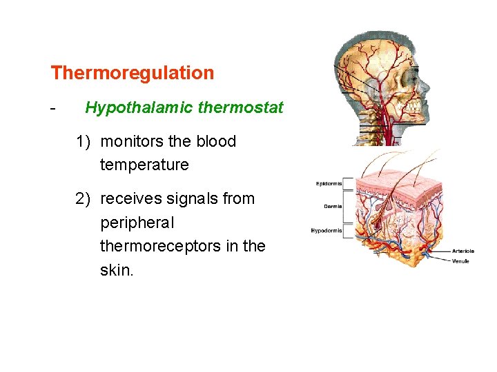 Thermoregulation - Hypothalamic thermostat 1) monitors the blood temperature 2) receives signals from peripheral