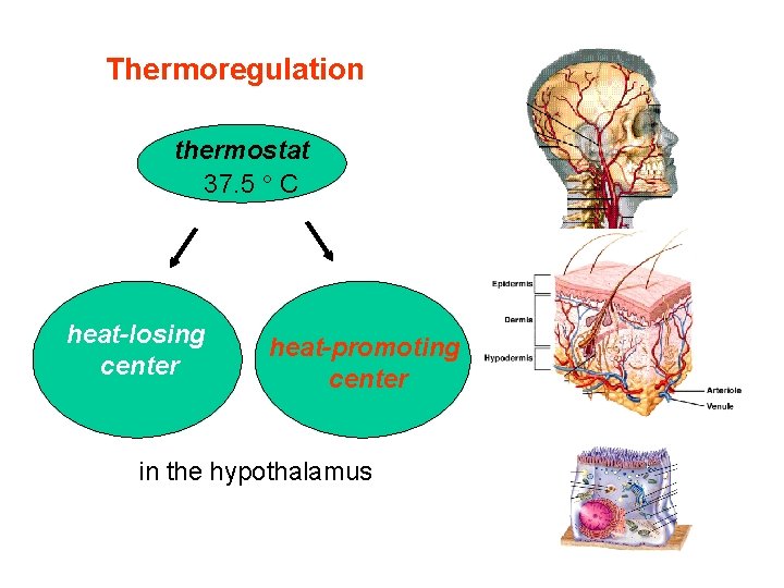 Thermoregulation thermostat 37. 5 C heat-losing center heat-promoting center in the hypothalamus 