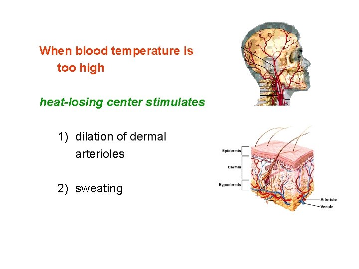 When blood temperature is too high heat-losing center stimulates 1) dilation of dermal arterioles