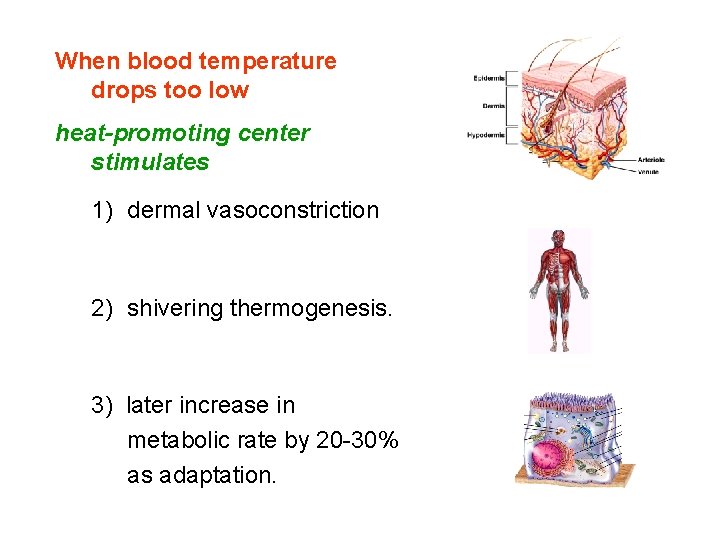 When blood temperature drops too low heat-promoting center stimulates 1) dermal vasoconstriction 2) shivering