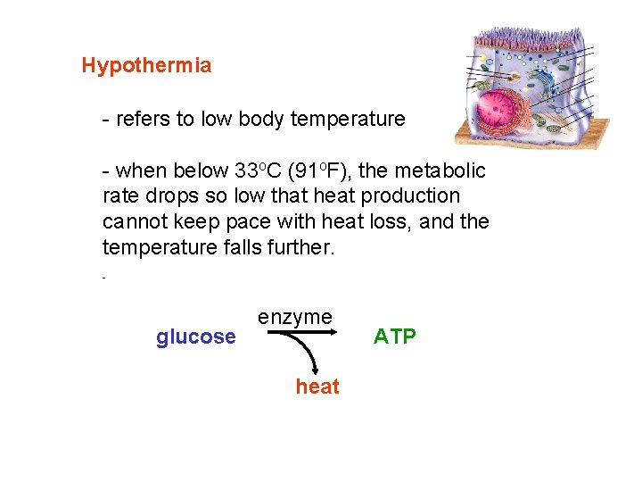 Hypothermia - refers to low body temperature - when below 33 o. C (91