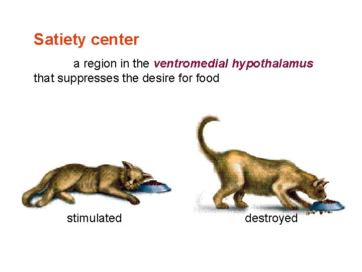 Satiety center a region in the ventromedial hypothalamus that suppresses the desire for food