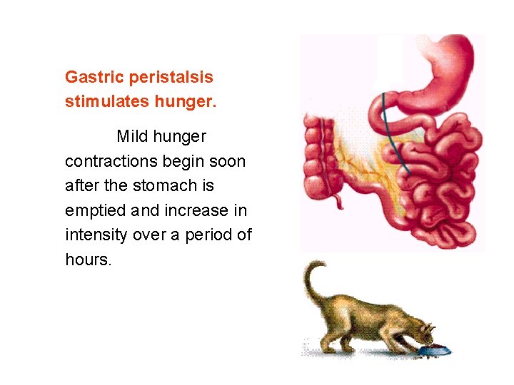 Gastric peristalsis stimulates hunger. Mild hunger contractions begin soon after the stomach is emptied