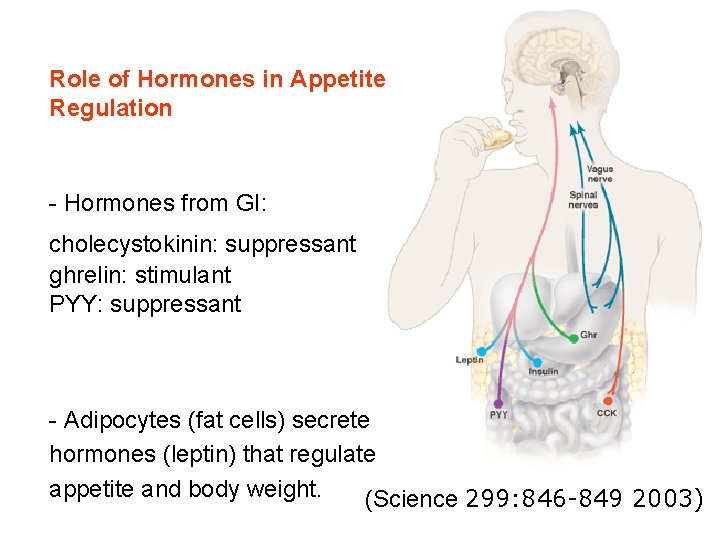 Role of Hormones in Appetite Regulation - Hormones from GI: cholecystokinin: suppressant ghrelin: stimulant