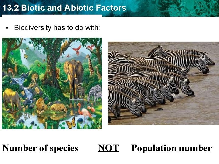 13. 2 Biotic and Abiotic Factors • Biodiversity has to do with: Number of