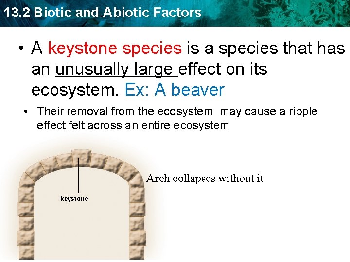 13. 2 Biotic and Abiotic Factors • A keystone species is a species that