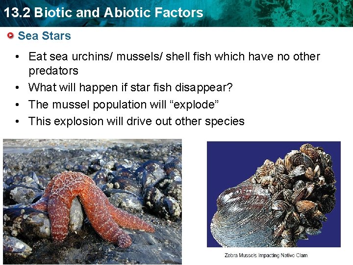 13. 2 Biotic and Abiotic Factors Sea Stars • Eat sea urchins/ mussels/ shell