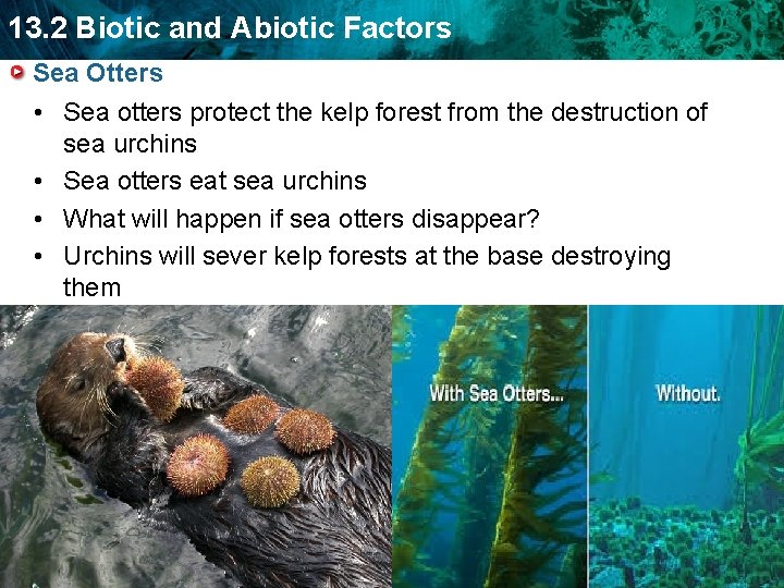 13. 2 Biotic and Abiotic Factors Sea Otters • Sea otters protect the kelp