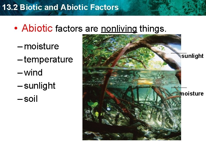 13. 2 Biotic and Abiotic Factors • Abiotic factors are nonliving things. – moisture