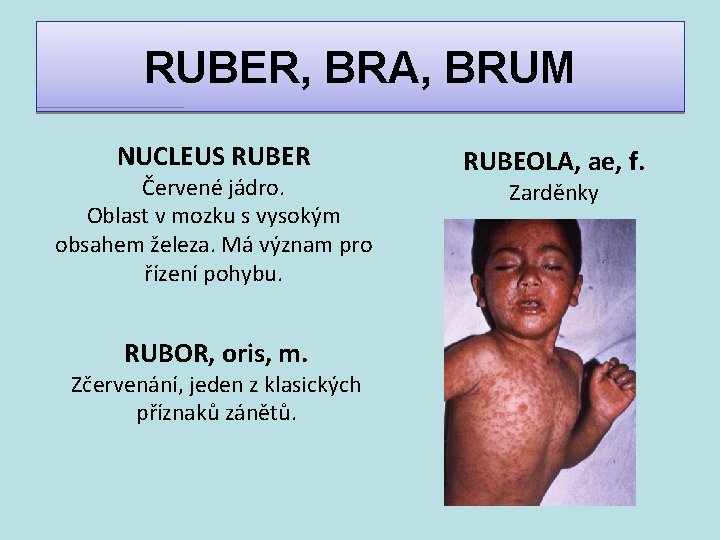 RUBER, BRA, BRUM NUCLEUS RUBER Červené jádro. Oblast v mozku s vysokým obsahem železa.