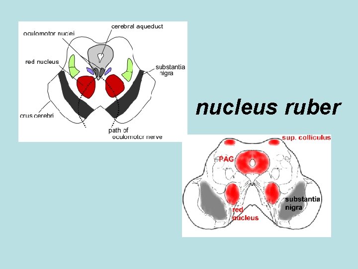 nucleus ruber 