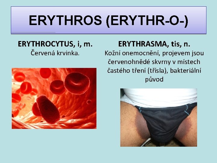 ERYTHROS (ERYTHR-O-) ERYTHROCYTUS, i, m. Červená krvinka. ERYTHRASMA, tis, n. Kožní onemocnění, projevem jsou