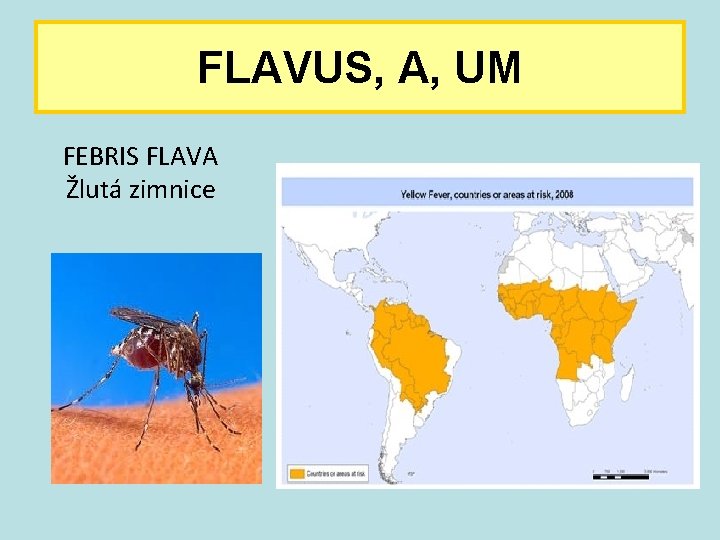 FLAVUS, A, UM FEBRIS FLAVA Žlutá zimnice 