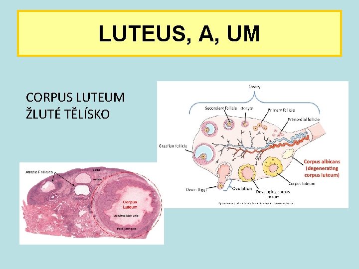 LUTEUS, A, UM CORPUS LUTEUM ŽLUTÉ TĚLÍSKO 