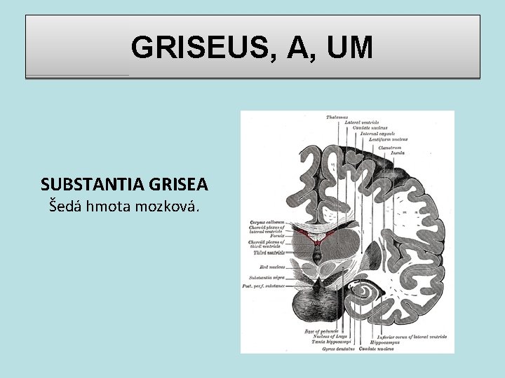 GRISEUS, A, UM SUBSTANTIA GRISEA Šedá hmota mozková. 