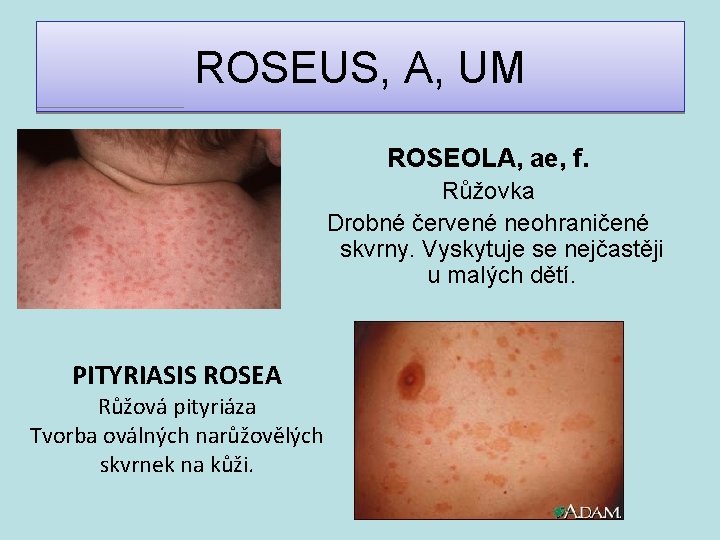 ROSEUS, A, UM ROSEOLA, ae, f. Růžovka Drobné červené neohraničené skvrny. Vyskytuje se nejčastěji