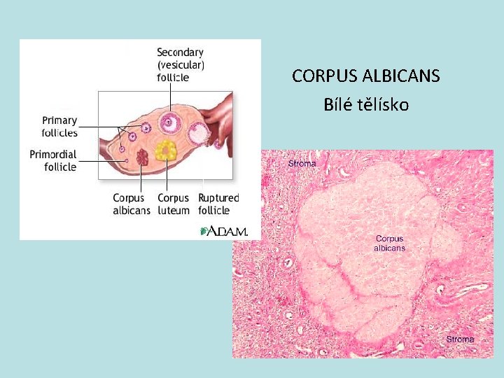 CORPUS ALBICANS Bílé tělísko 