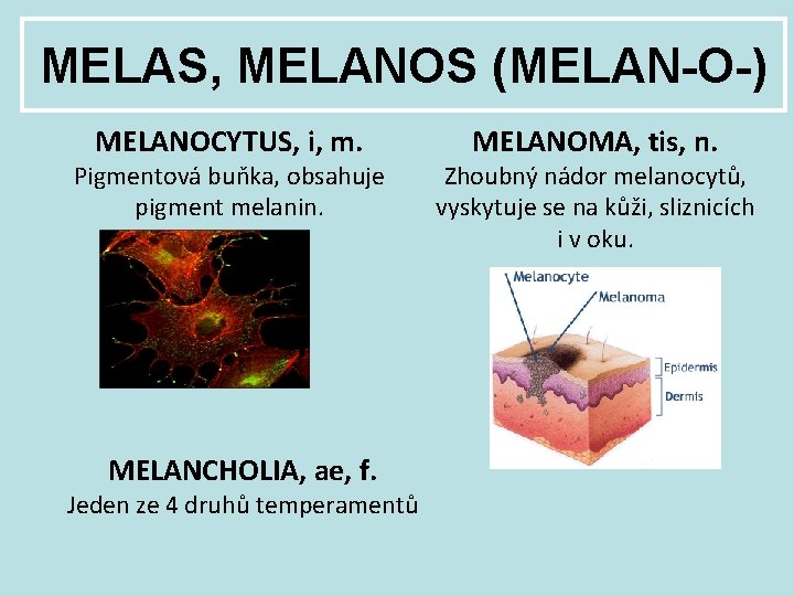 MELAS, MELANOS (MELAN-O-) MELANOCYTUS, i, m. Pigmentová buňka, obsahuje pigment melanin. MELANCHOLIA, ae, f.