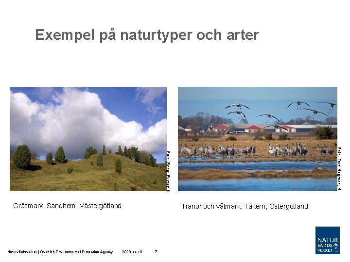 Exempel på naturtyper och arter Foto: Tore Hagman, N Foto: Bengt Ekman, N Gräsmark,