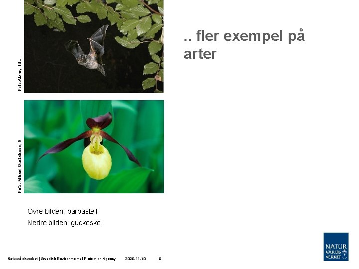 Foto: Mikael Gustafsson, N Foto: Alamy, IBL . . fler exempel på arter Övre