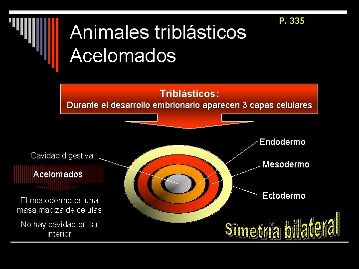 Animales triblásticos Acelomados P. 335 Triblásticos: Durante el desarrollo embrionario aparecen 3 capas celulares