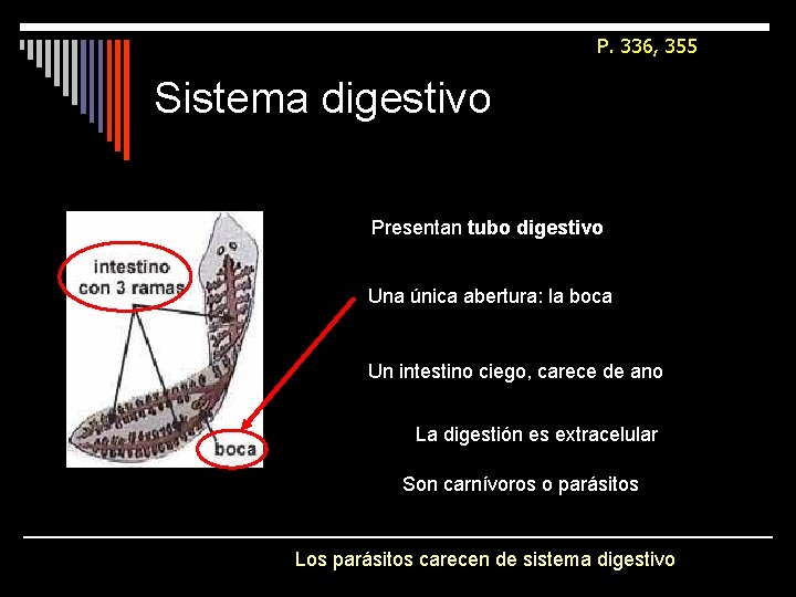 P. 336, 355 Sistema digestivo Presentan tubo digestivo Una única abertura: la boca Un