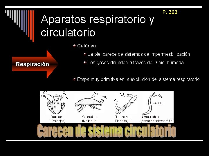 Aparatos respiratorio y circulatorio P. 363 Cutánea La piel carece de sistemas de impermeabilización