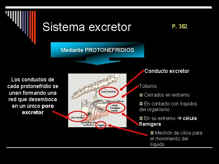 Sistema excretor P. 382 Mediante PROTONEFRIDIOS Conducto excretor Los conductos de cada protonefridio se