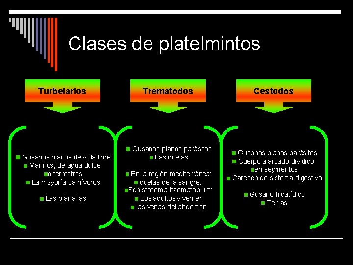 Clases de platelmintos Turbelarios Gusanos planos de vida libre Marinos, de agua dulce o