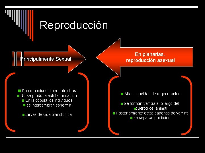 Reproducción Principalmente Sexual Son monoicos o hermafroditas No se produce autofecundación En la cópula