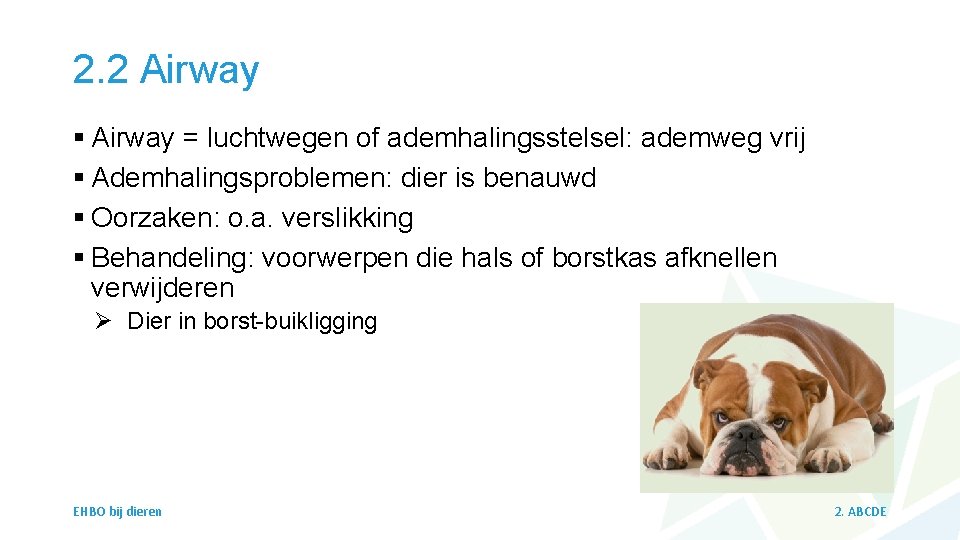 2. 2 Airway § Airway = luchtwegen of ademhalingsstelsel: ademweg vrij § Ademhalingsproblemen: dier