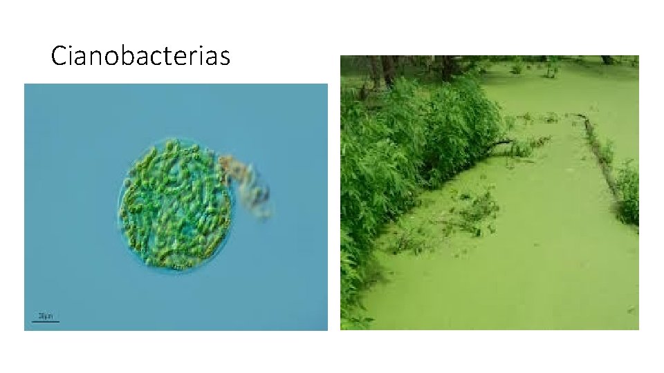 Cianobacterias • Bacterias capaces de hacer fotosíntesis 