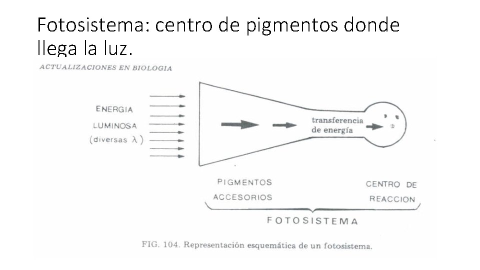 Fotosistema: centro de pigmentos donde llega la luz. 