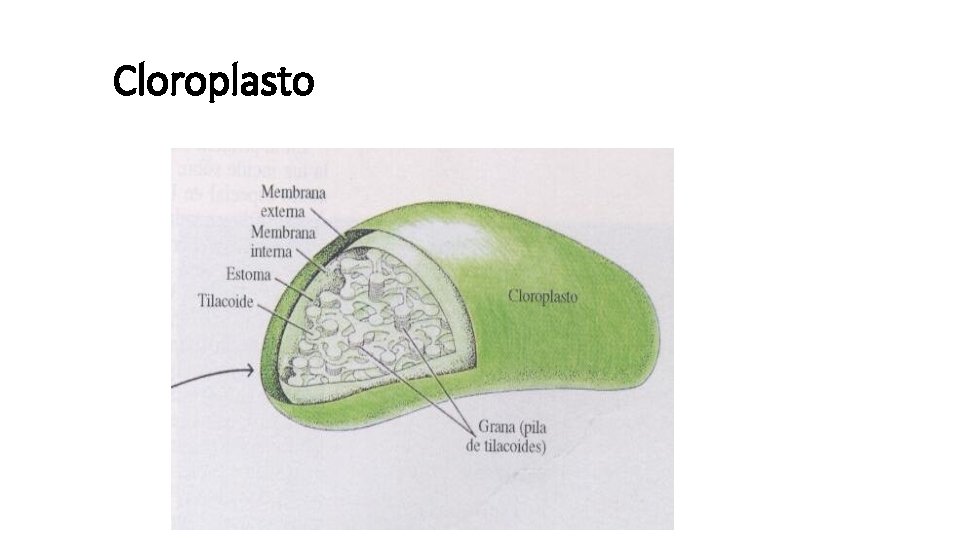 Cloroplasto 