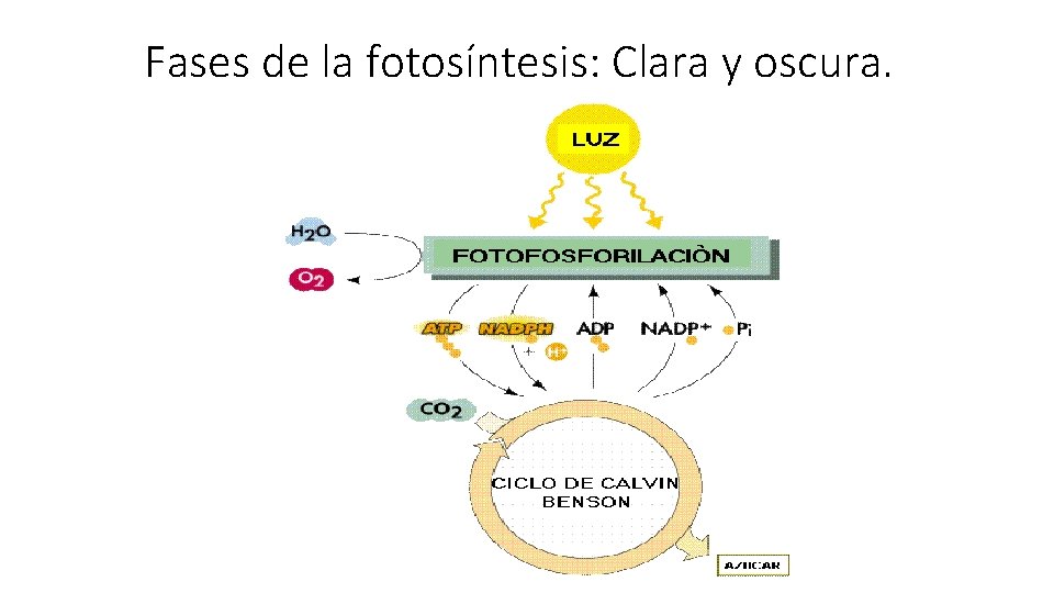 Fases de la fotosíntesis: Clara y oscura. 