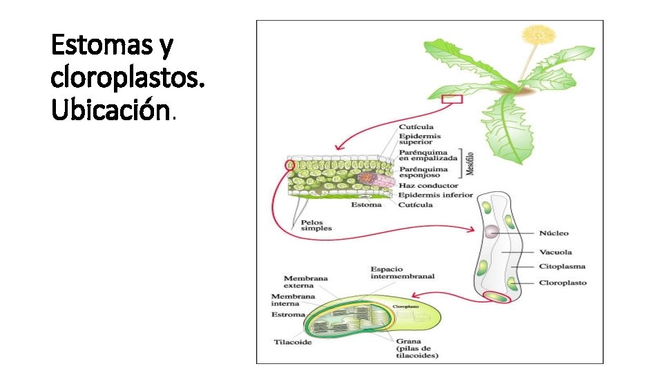 Estomas y cloroplastos. Ubicación. 