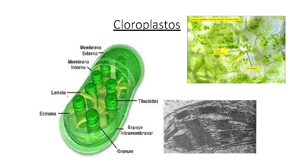 Cloroplastos 