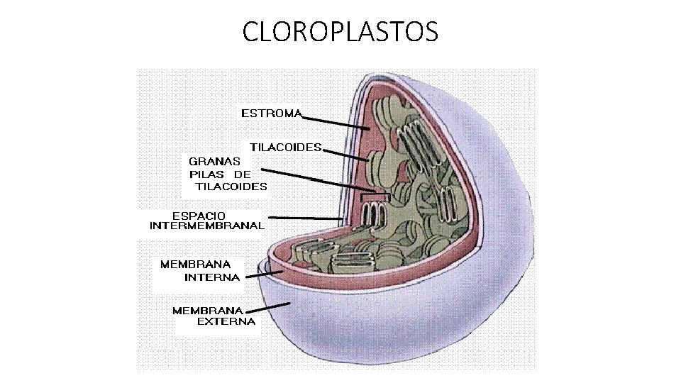 CLOROPLASTOS 