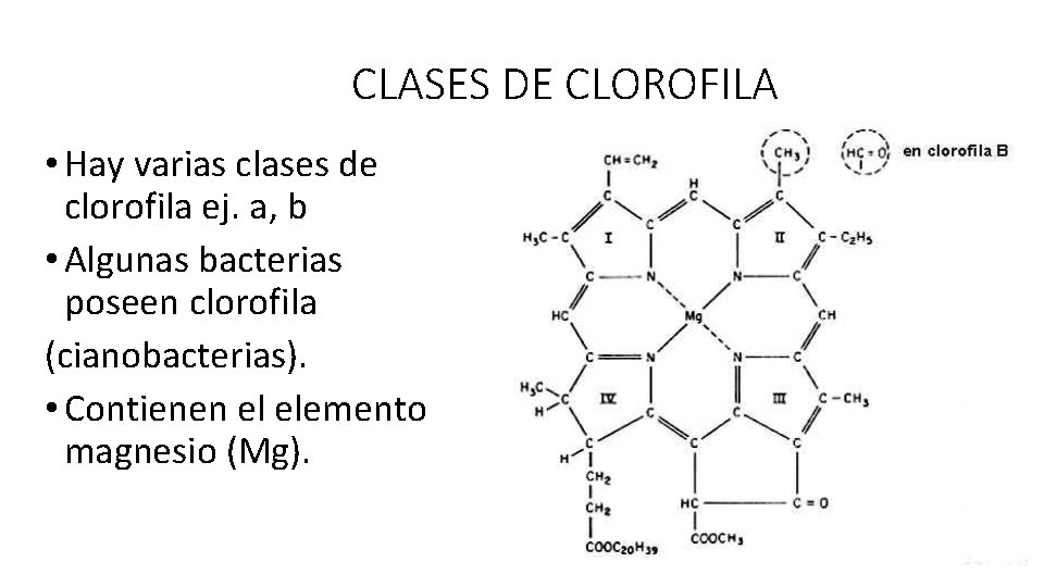 CLASES DE CLOROFILA • Hay varias clases de clorofila ej. a, b • Algunas