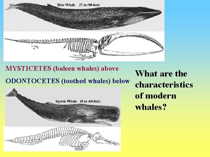 MYSTICETES (baleen whales) above ODONTOCETES (toothed whales) below What are the characteristics of modern