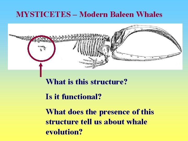 MYSTICETES – Modern Baleen Whales What is this structure? Is it functional? What does