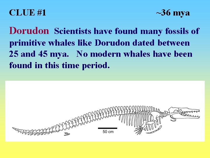 CLUE #1 ~36 mya Dorudon Scientists have found many fossils of primitive whales like