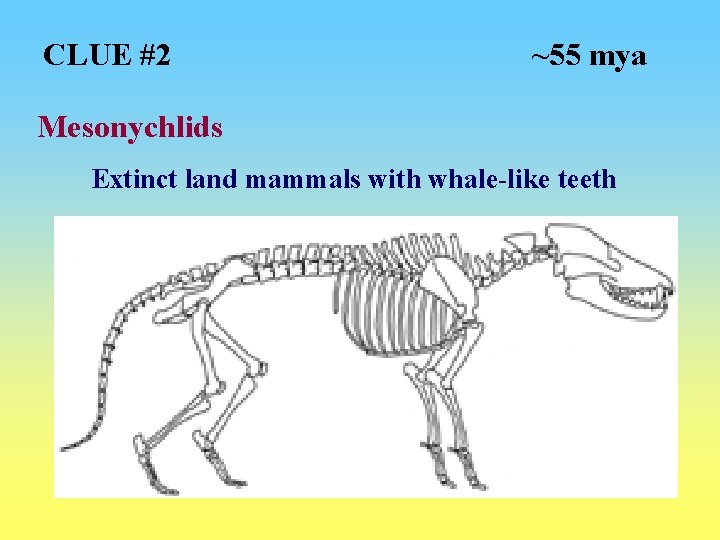 CLUE #2 ~55 mya Mesonychlids Extinct land mammals with whale-like teeth 