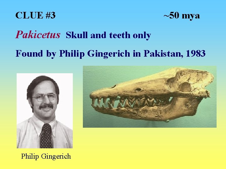 CLUE #3 ~50 mya Pakicetus Skull and teeth only Found by Philip Gingerich in