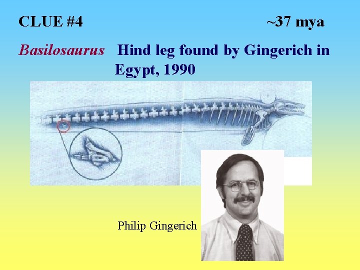 CLUE #4 ~37 mya Basilosaurus Hind leg found by Gingerich in Egypt, 1990 Philip