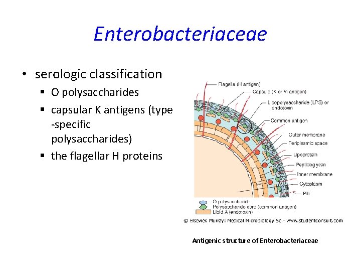 Enterobacteriaceae • serologic classification § O polysaccharides § capsular K antigens (type -specific polysaccharides) Enterobacteriaceae • serologic classification § O polysaccharides § capsular K antigens (type -specific polysaccharides)