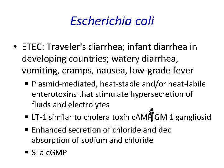 Escherichia coli • ETEC: Traveler's diarrhea; infant diarrhea in developing countries; watery diarrhea, vomiting, Escherichia coli • ETEC: Traveler's diarrhea; infant diarrhea in developing countries; watery diarrhea, vomiting,