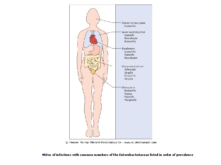 n. Sites of infections with common members of the Enterobacteriaceae listed in order of n. Sites of infections with common members of the Enterobacteriaceae listed in order of