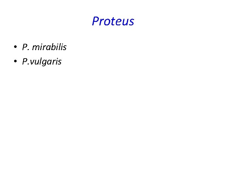 Proteus • P. mirabilis • P. vulgaris Proteus • P. mirabilis • P. vulgaris