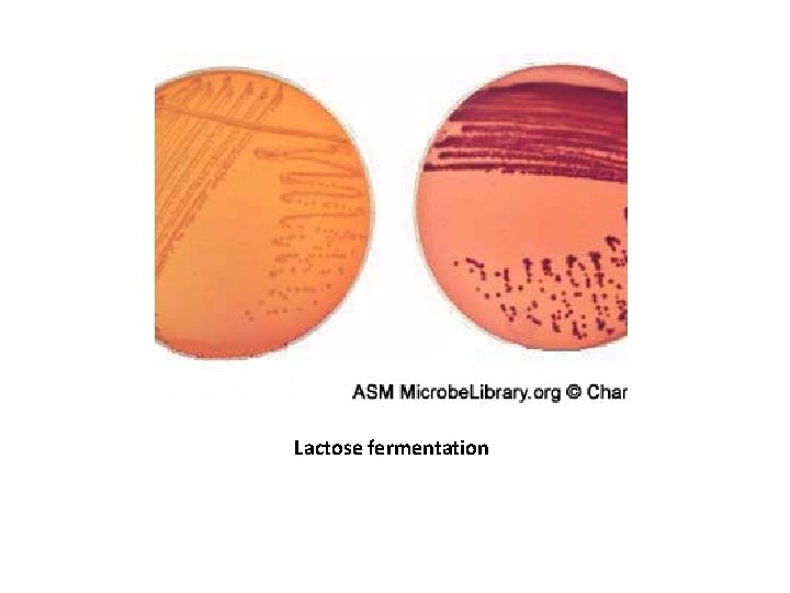Lactose fermentation Lactose fermentation